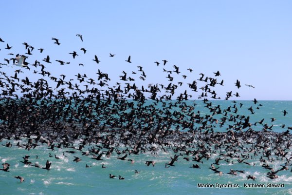 Cape Cormorants, South Africa